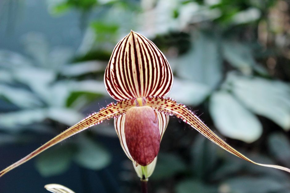 ×Phragmipaphium