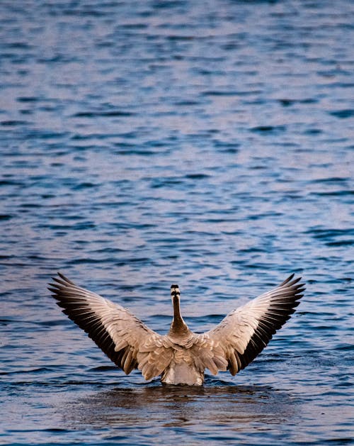 Goose flipping wings in rippling lake