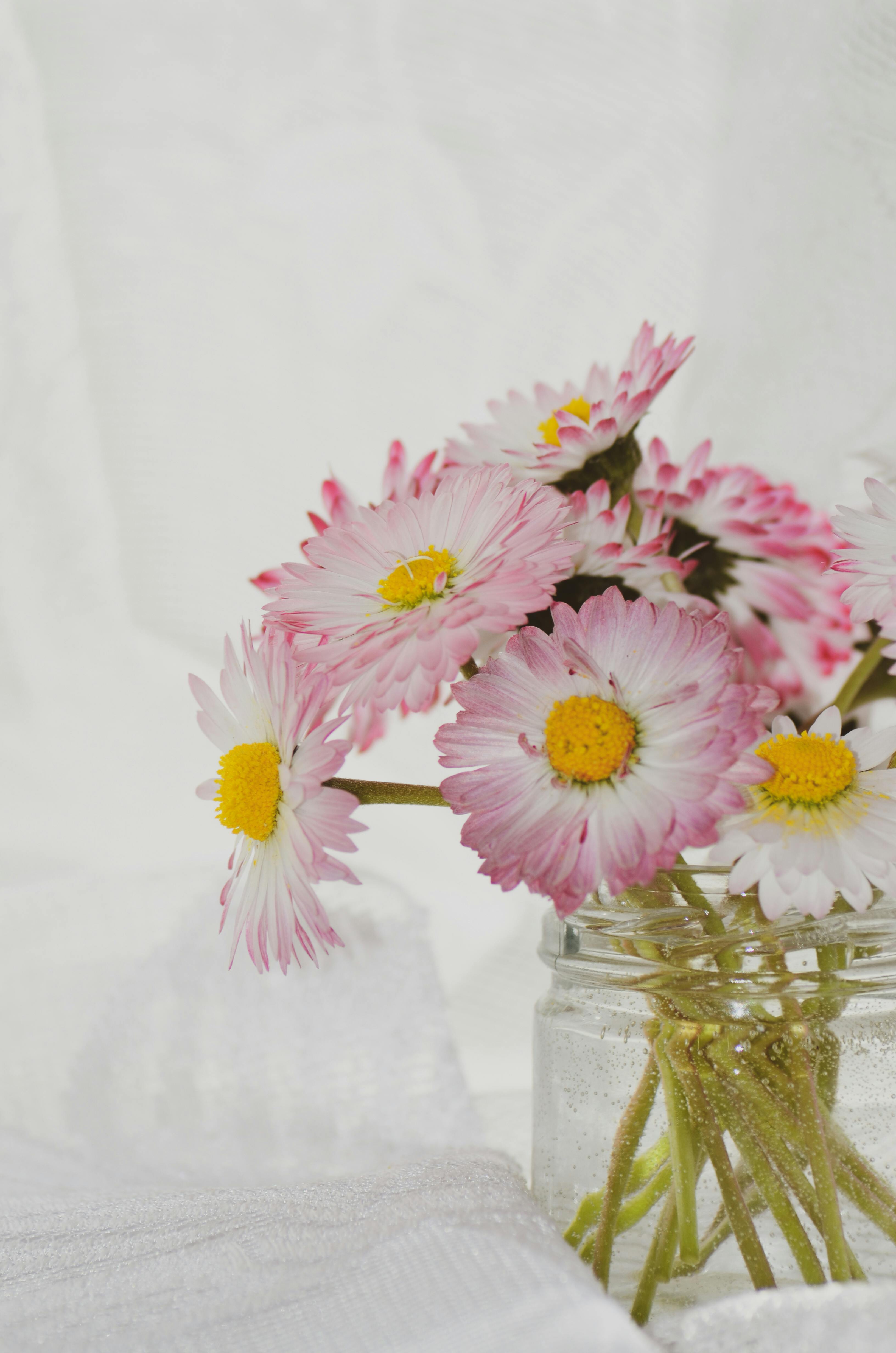 Elegant bouquet of fresh pink and white daisies placed in glass vase on white table in daylight