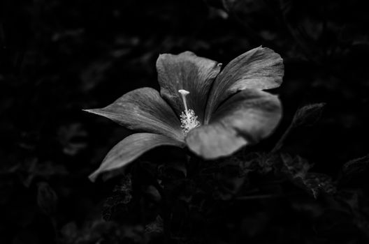 Elegant black and white photo of a hibiscus showcasing delicate petals and monochrome beauty.