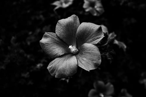 Grayscale Photo of a Hibiscus Flower in Bloom