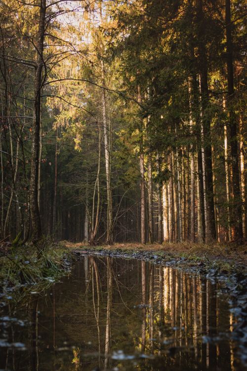 Free Beautiful forest setting with tree reflections in calm water, bathed in gentle spring light. Stock Photo