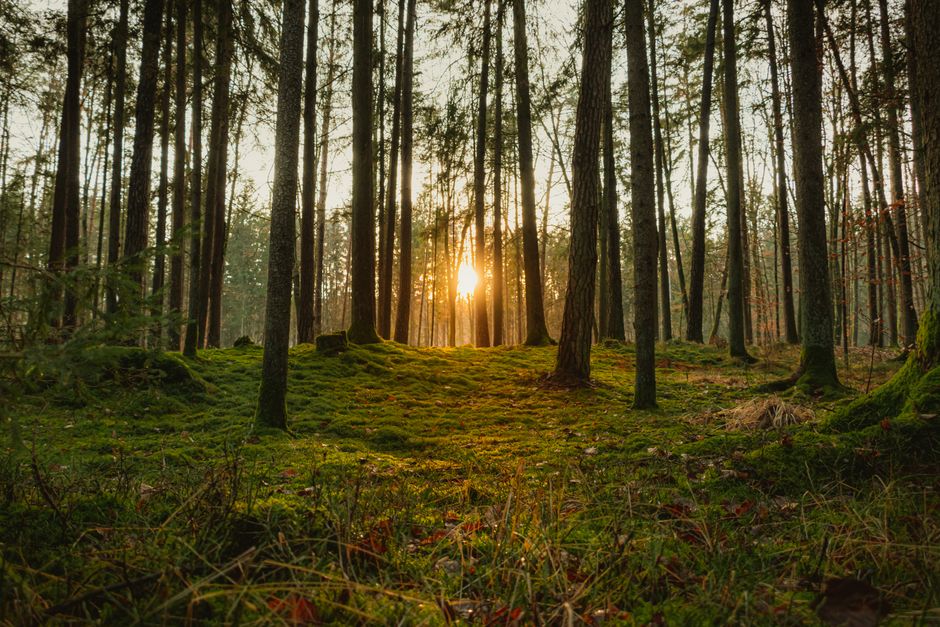 Peaceful view of sunbeams filtering through a lush, mossy forest in Steiermark, Austria.