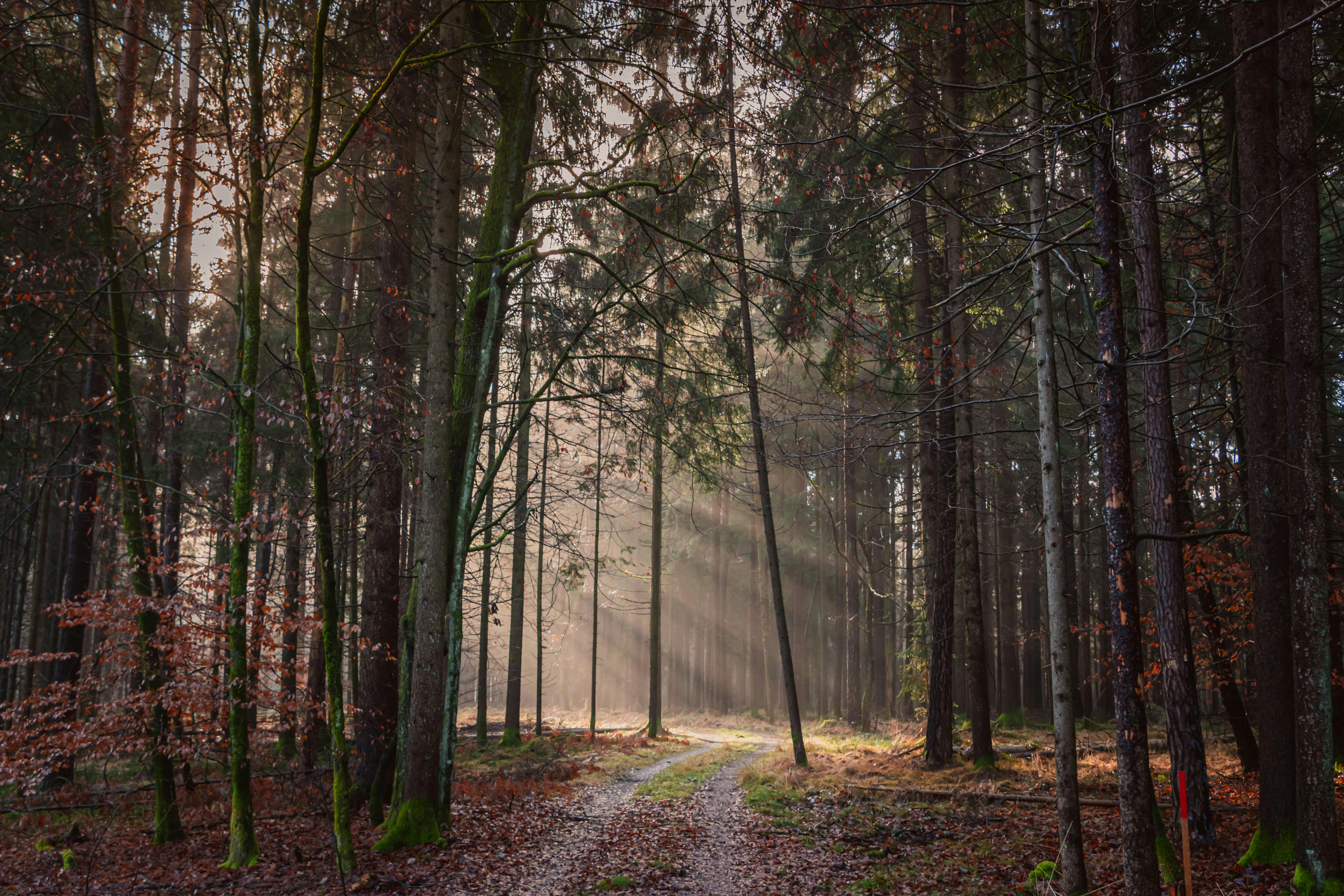 Sunlight filters through forest trees on a serene path in Rannersdorf am Saßbach, Austria.