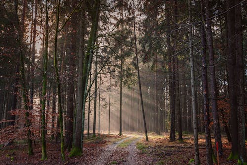 Foto d'estoc gratuïta de arbres, bosc, boscos