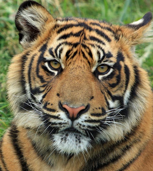 Kostenlos Erwachsener Tiger Stock-Foto