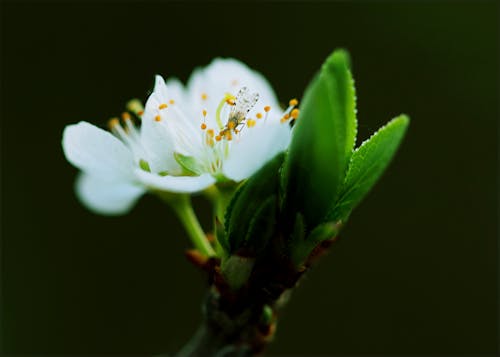 Fiore Petalo Bianco Del Primo Piano