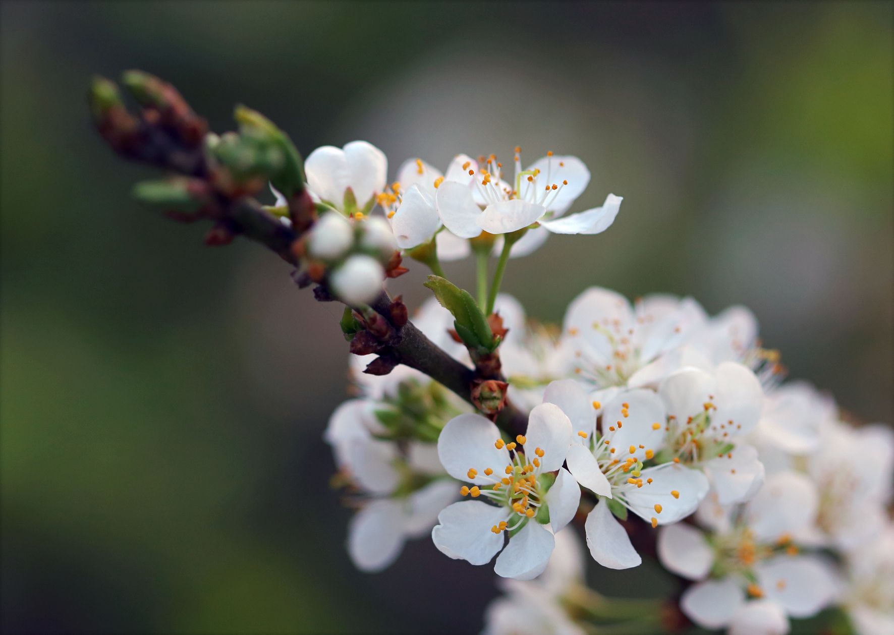 Macro shot of white plum blossoms blooming on a branch outdoors in spring. — free online jigsaw puzzle on JigsawPuzzlesFreeOnline.org