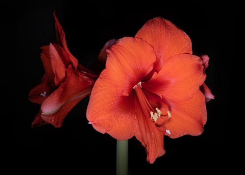赤, 開花の無料の写真素材