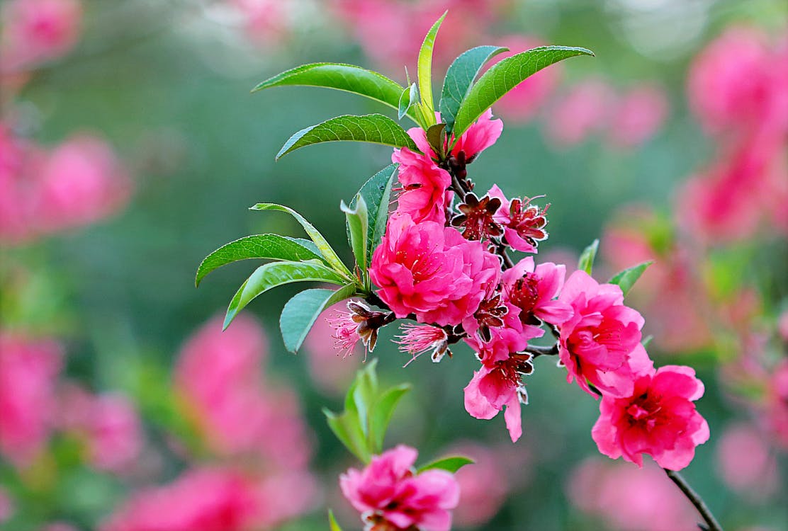 Những bông hoa màu hồng nhạt tuyệt đẹp, thường được tìm thấy ở vùng núi cao Việt Nam, nơi mà khu rừng thơm ngát với đầy đủ loài hoa và chim quý hiếm, trở nên thu hút và kì diệu hơn bao giờ hết.