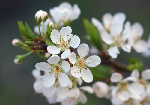 Free Detailed macro shot of white plum blossoms in full bloom on a branch, symbolizing spring. Stock Photo