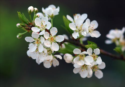 無料 白い花びらの花のセレクティブフォーカス写真 写真素材
