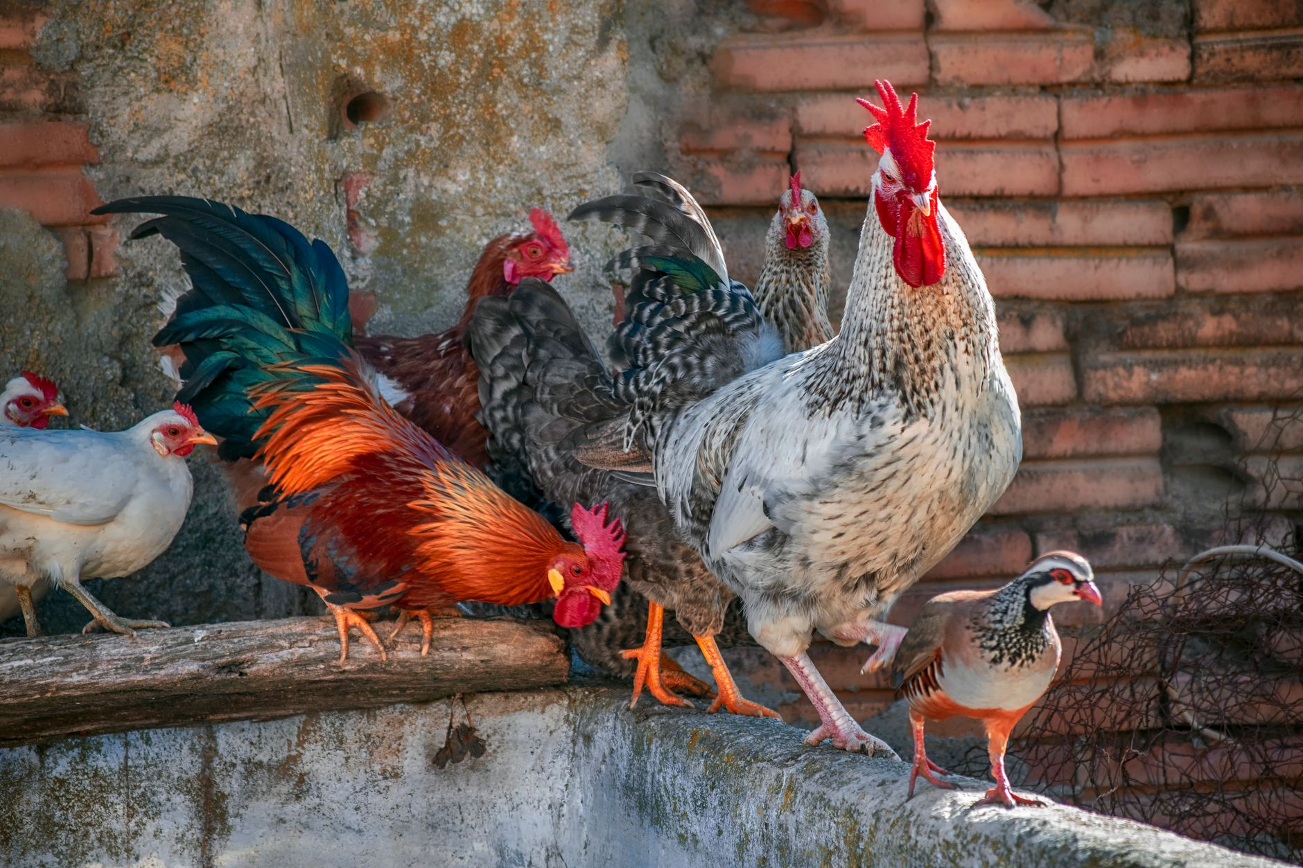 A colorful assortment of roosters and chickens in a farm setting, showcasing vibrant plumage.
