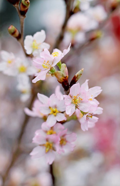 Ilmainen kuvapankkikuva tunnisteilla kasvikunta, kasvu, kirsikankukka
