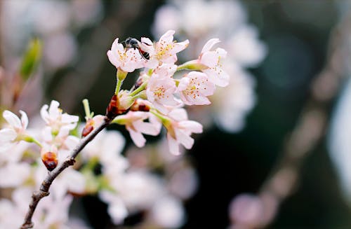 무료 하얀 벚꽃의 선택적 초점 사진 스톡 사진