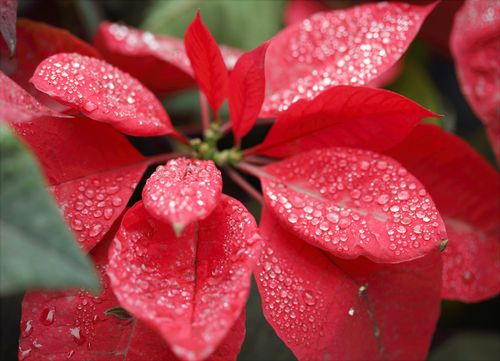 Free Close-up of dazzling red poinsettia leaves adorned with fresh dew drops, highlighting nature's beauty. Stock Photo
