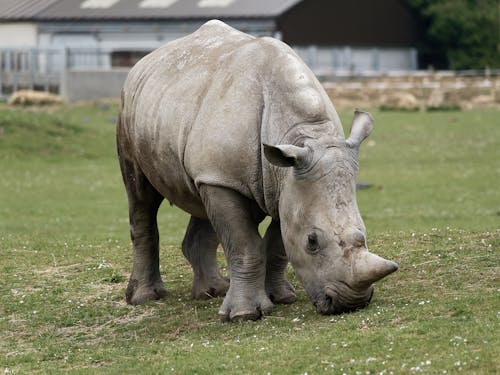 Free Rhinoceros Eating Green Grass Stock Photo