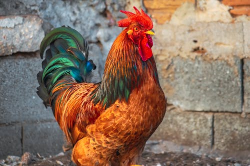 Close Up Photo of a Brown Chicken