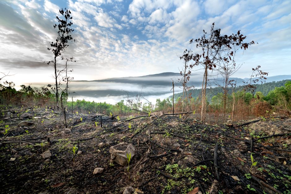 Biochar Soil Restoration