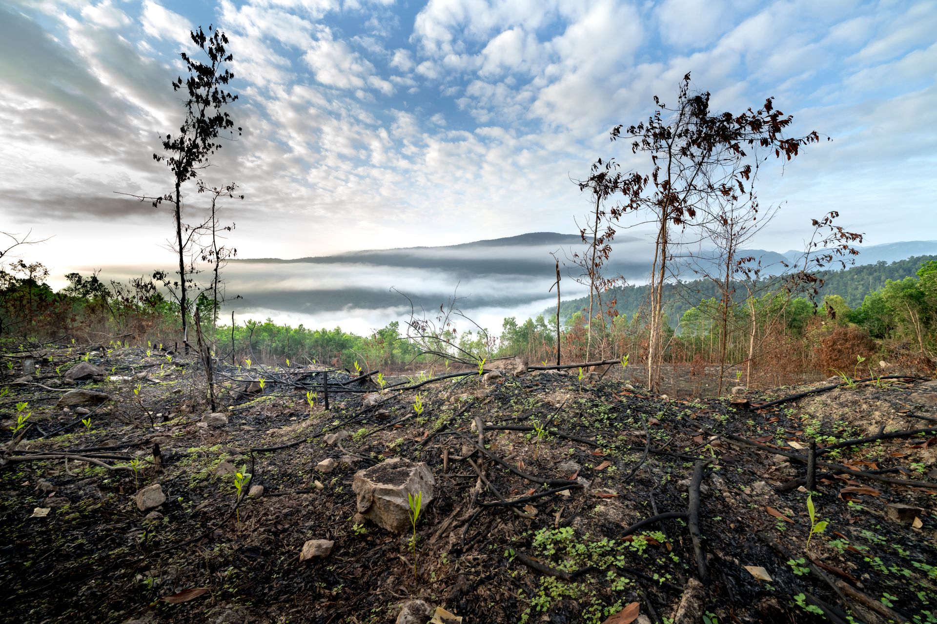 Green sprigs growing on burnt ground after fire in hilly terrain covered with clouds