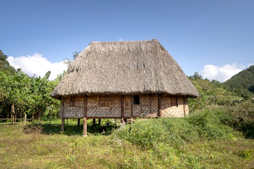 Old weathered shack with thatched roof located on grassy ground amidst green trees against blue sky on sunny summer day