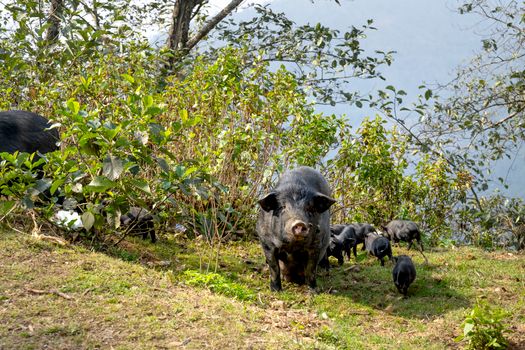 Wild boar grazing in dense green bushes on sunny day with small piglets