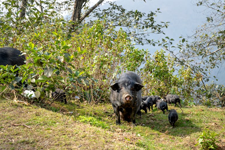 Wild Boars With Cubs In Bush