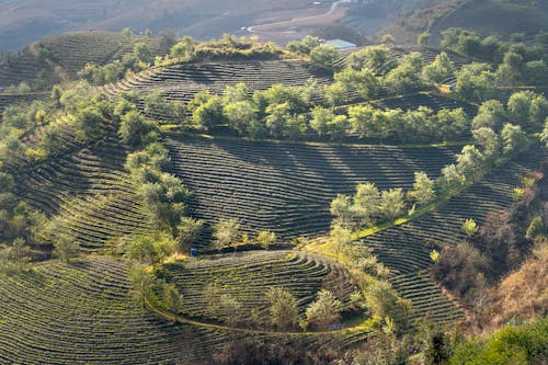 Foto d'estoc gratuïta de a l'aire lliure, a pagès, abundància