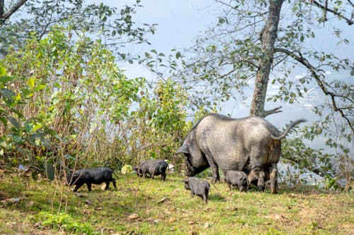 Full body large black pig and cute little piglets grazing on verdant pasture in hilly farmland