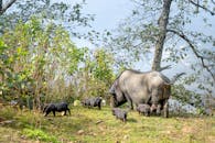 Large black pig and piglets pasturing on green meadow