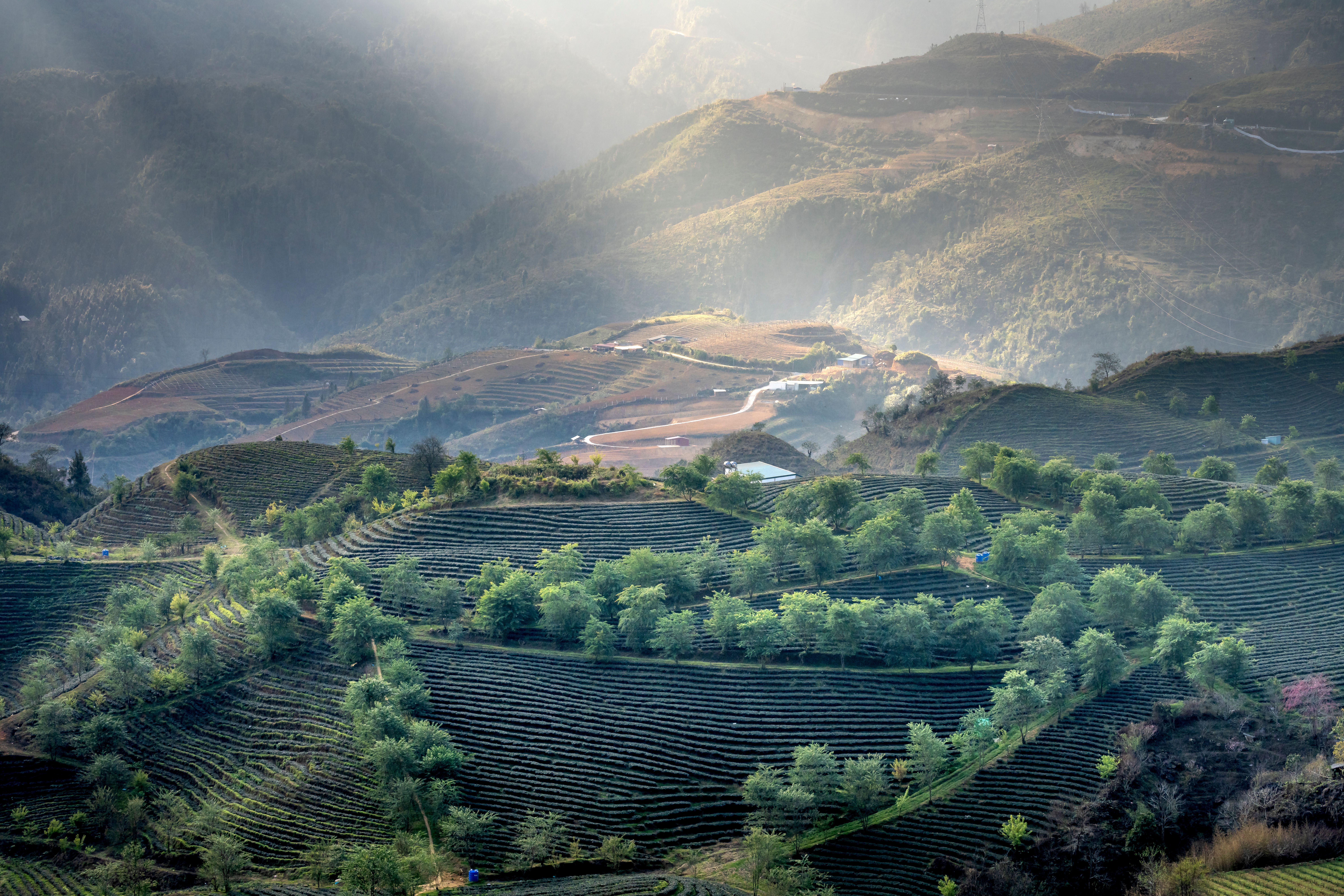 Scenery of verdant green agricultural plantations cultivated on hill slopes in sunny farmland