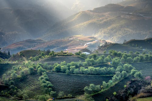 Foto d'estoc gratuïta de a l'aire lliure, a pagès, abundància