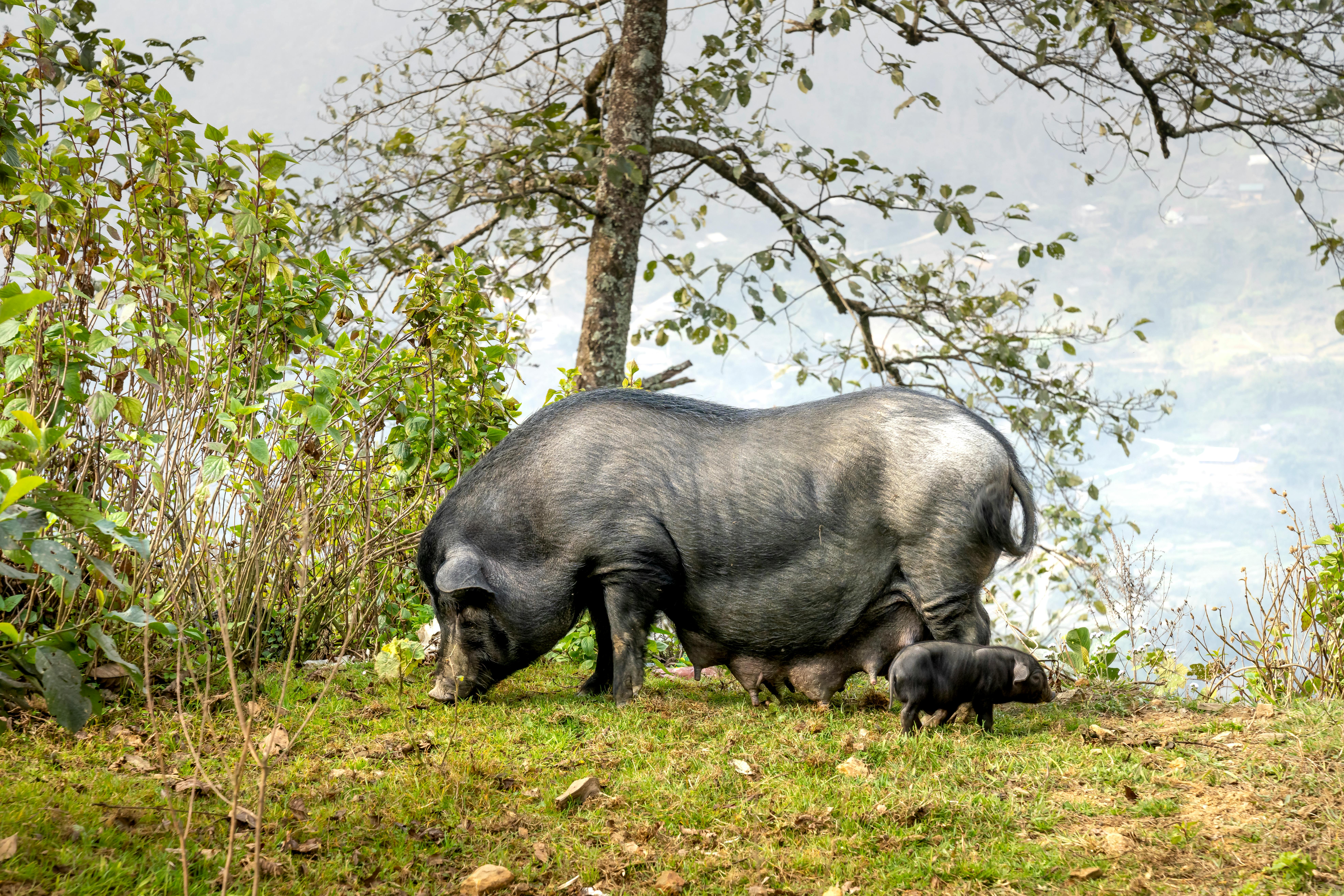 black pig and piglet grazing on grassy glade