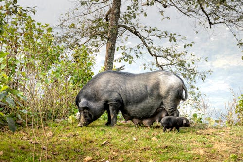 Black pig and piglet grazing on grassy glade
