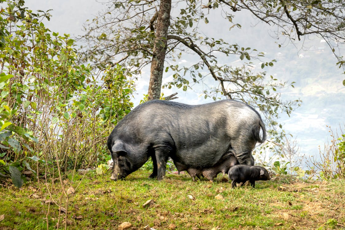 Free Black pig and piglet grazing on grassy glade Stock Photo