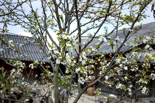 Free Fragrant cherry tree with white blossoms growing in backyard of rural cottage on clear spring day Stock Photo
