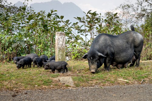 Foto stok gratis agrikultura, alam, anak babi