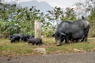 Large black pig and piglets grazing on verdant hillside