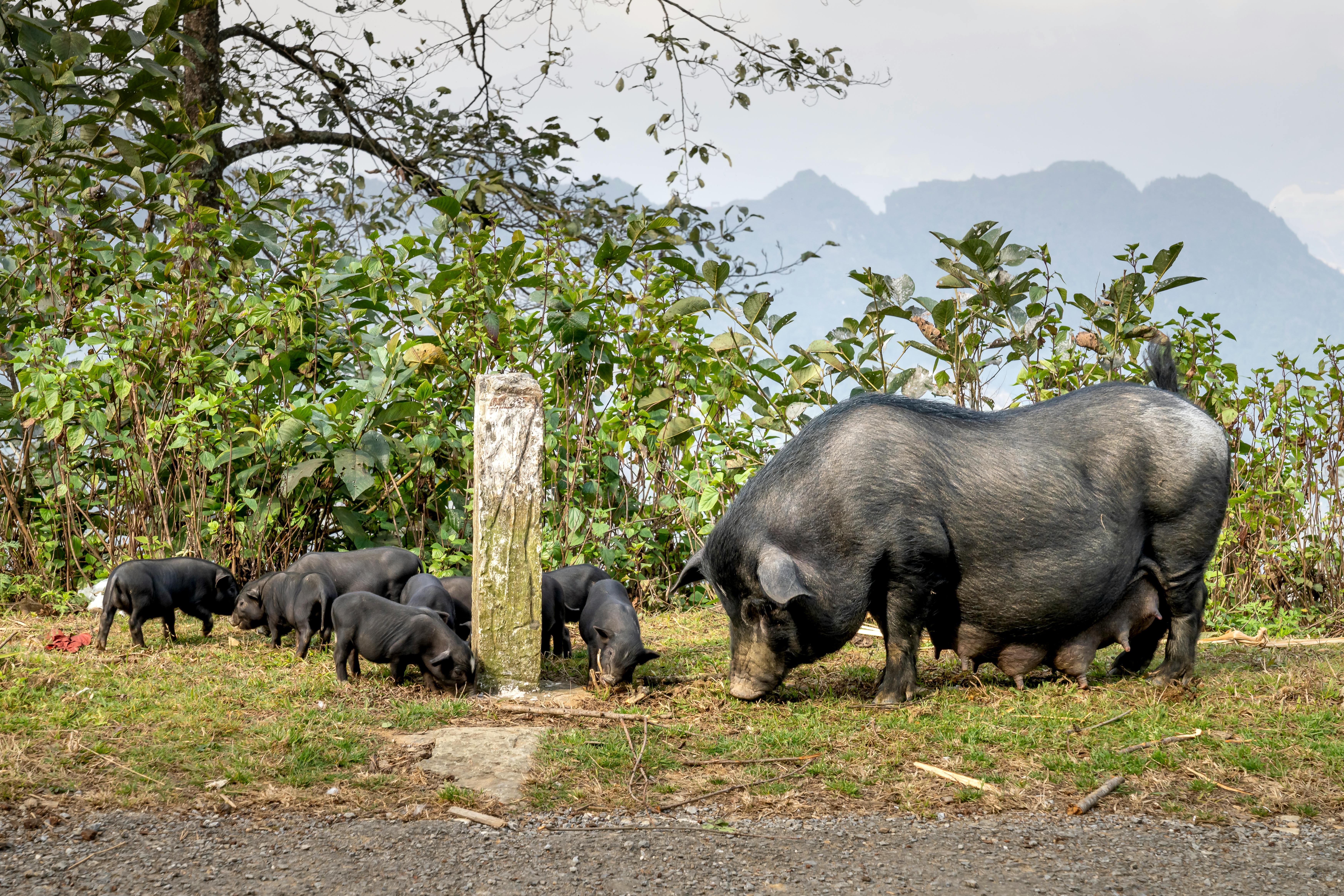 large black pig with cute piglets pasturing on verdant hillside