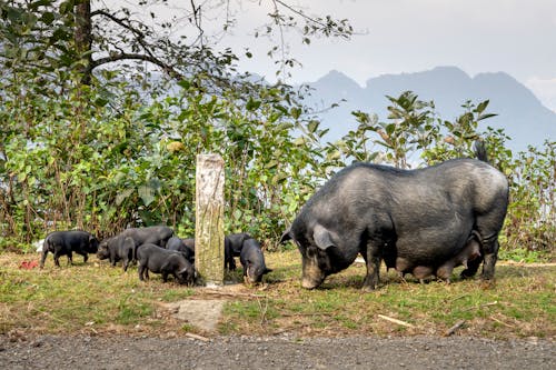 Full body large black pig mother and little piglets grazing on grassy lush pasture in hilly farmland