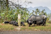 Large black pig with cute piglets pasturing on verdant hillside