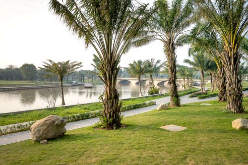 Free Verdant exotic palms growing on grassy river bank in lush town park on clear day Stock Photo