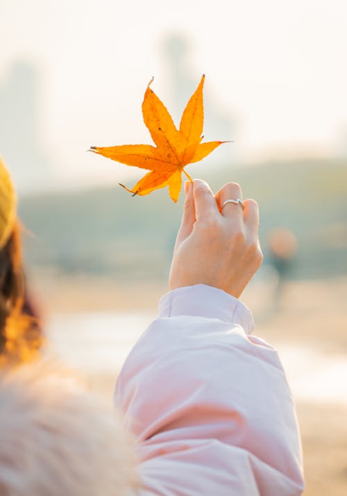 Person Holding a Yellow Maple Leaf