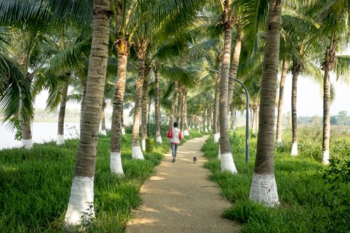Free Back view anonymous female and dog walking together on narrow footpath between abundant palms on riverside in lush peaceful park Stock Photo
