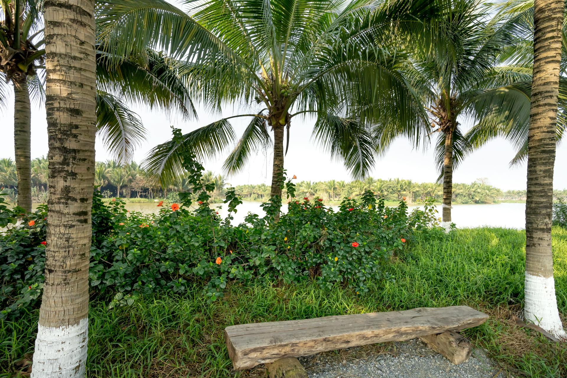 Scenery of shabby wooden bench between lush palms on grassy lush river bank in summer park