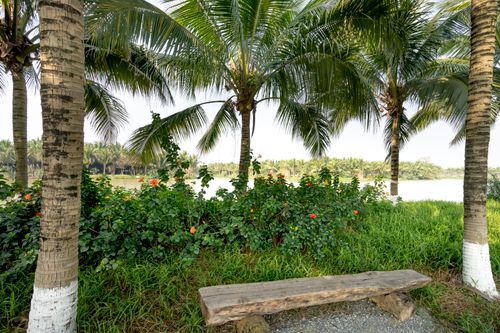 Free Scenery of shabby wooden bench between lush palms on grassy lush river bank in summer park Stock Photo