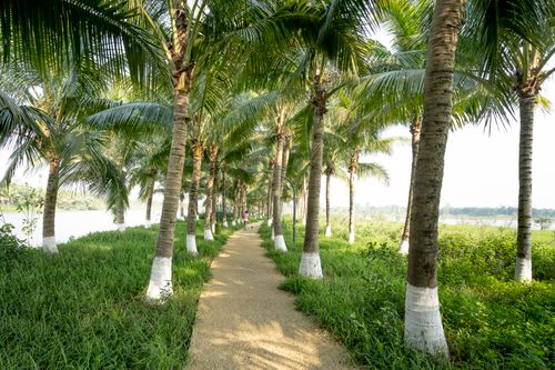 Free Scenery of narrow pathway between verdant palms growing on river bank in exotic lush park Stock Photo