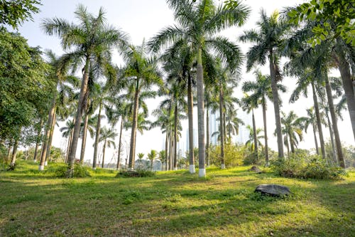 Verdant tall palms growing in grassy lush tropical park on sunny summer weather