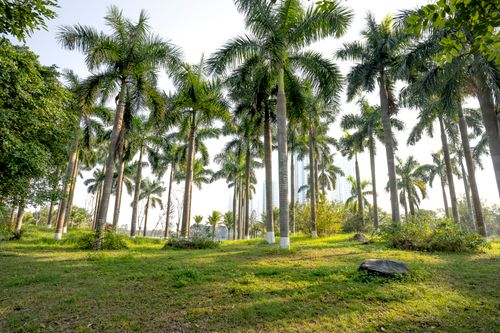 Free Verdant tall palms growing in grassy lush tropical park on sunny summer weather Stock Photo