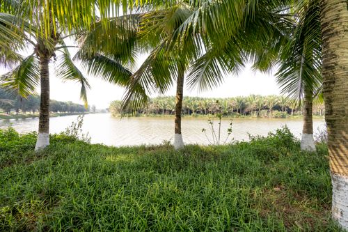 Free Picturesque scenery of verdant tropical palms growing on river bank in lush park on clear summer day Stock Photo